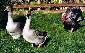 Pommerngnse und Puter