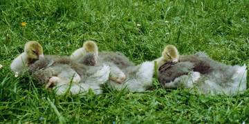 3 schlafende Gssel